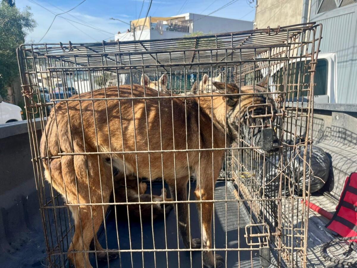 Atiende Gobierno de Tijuana presunto maltrato animal en la colonia Nuevo Milenio