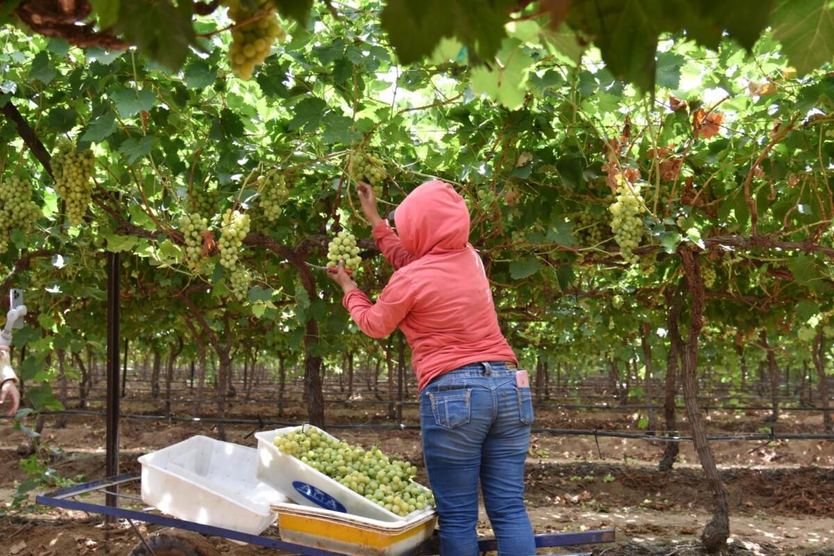 Reconoce Gobierno de Sonora la aportación de las y los trabajadores agrícolas a la economía del estado