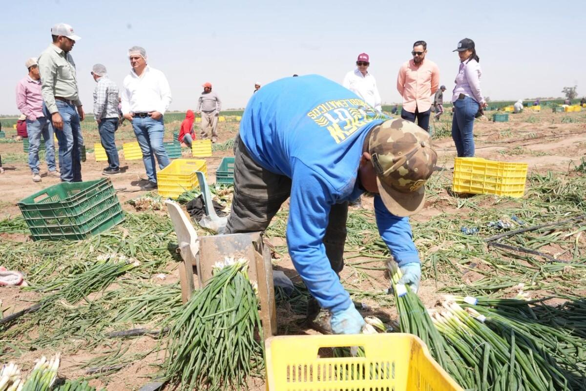 EL TRABAJO DE JORNALEROS AGRÍCOLAS DE SONORA ES RECONOCIDO POR EL GOBIERNO ESTATAL