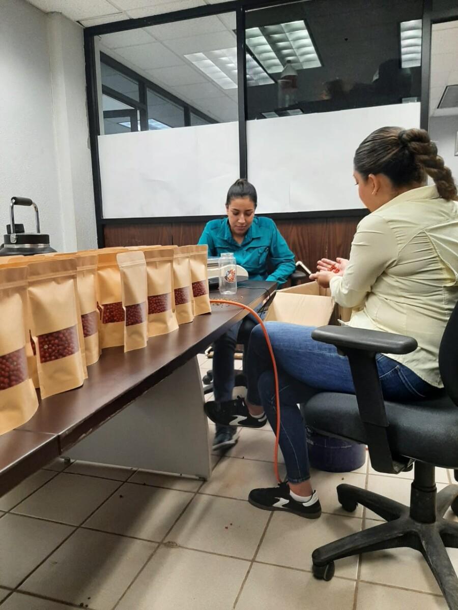 Gobierno de Sonora logra con éxito segunda cosecha de chiltepín de alta producción y fácil recolección: UTEchojoa