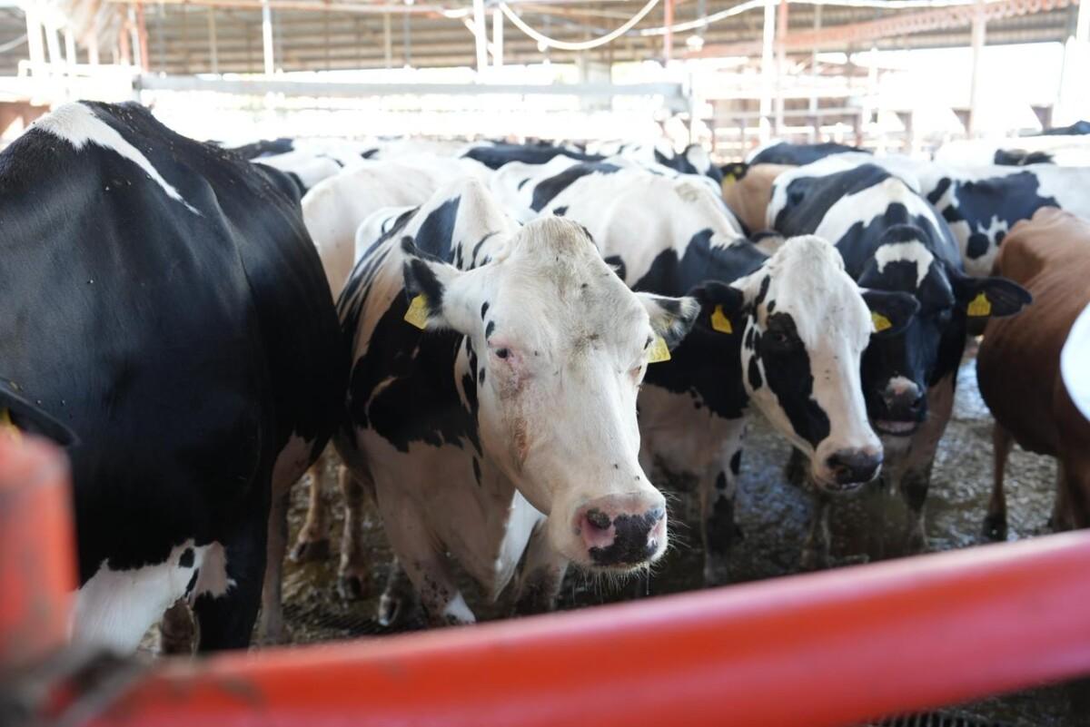 Gobierno de Sonora reconoce a productores lecheros en el Día Mundial de la Leche