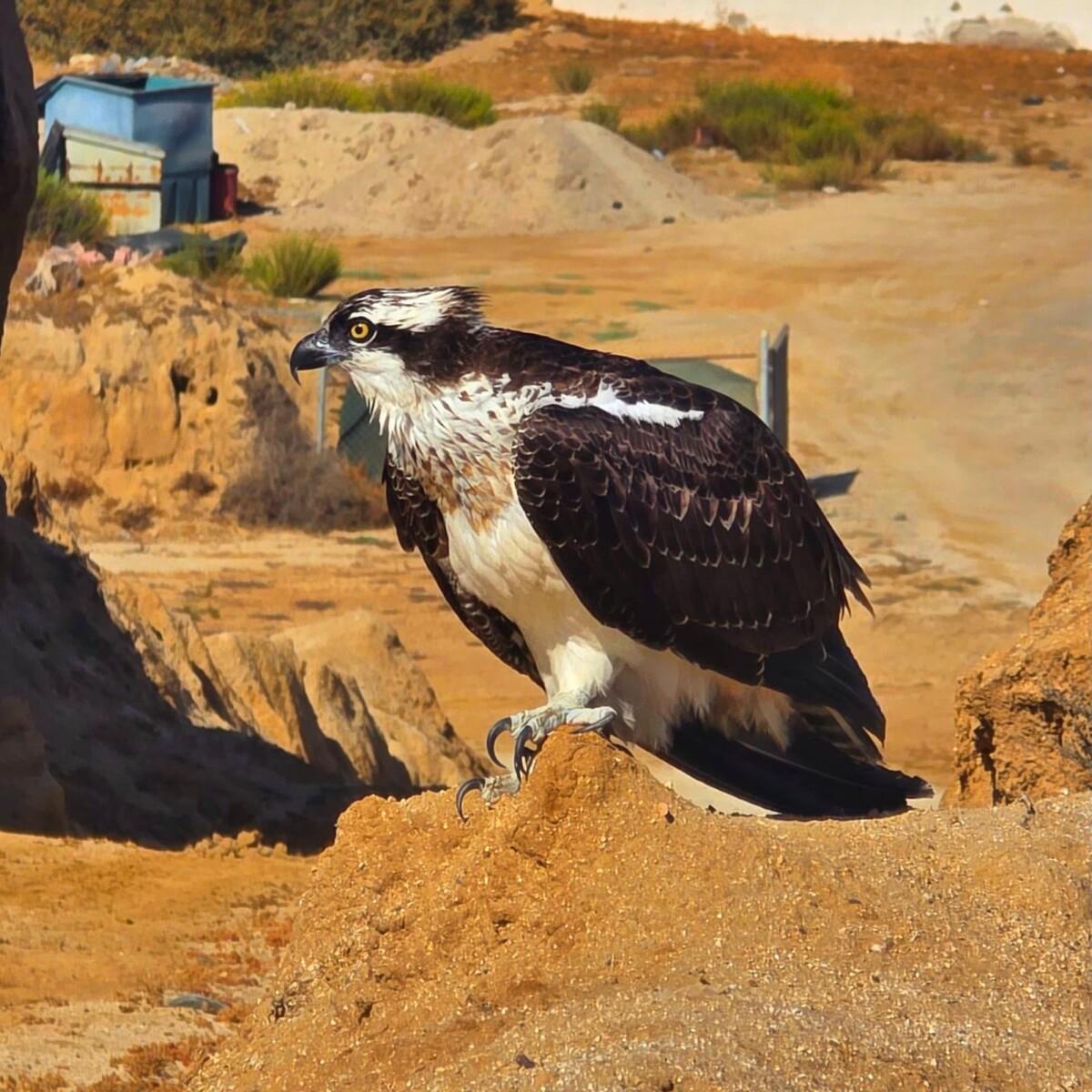 ÁGUILA PESCADORA RESCATADA HERIDA, FUE SOMETIDA A TRATAMIENTO