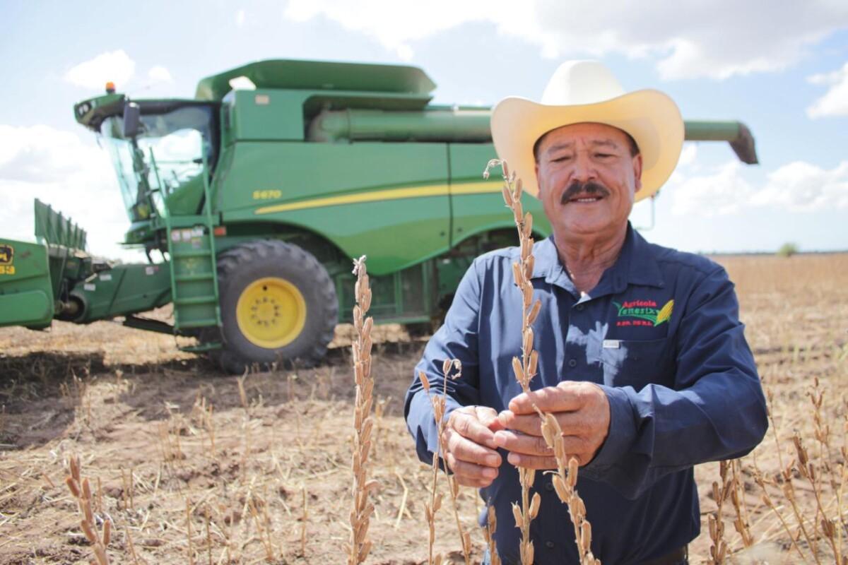 Sagarhpa y Sader impulsan siembra de ajonjolí: 2 mil hectáreas y 5.4 millones de pesos para el sur de Sonora