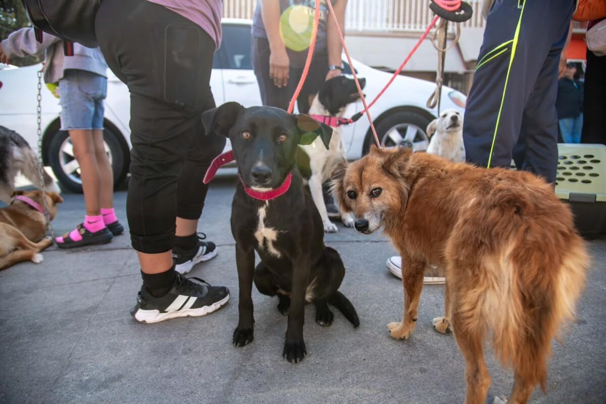 SECRETARÍA DE MEDIO AMBIENTE ALERTA SOBRE RIESGOS DE GOLPE DE CALOR EN PERROS Y GATOS