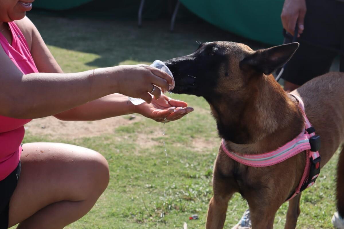 SECRETARÍA DE MEDIO AMBIENTE EMITE RECOMENDACIONES PARA PROTEGER A PERROS Y GATOS ANTE GOLPE DE CALOR