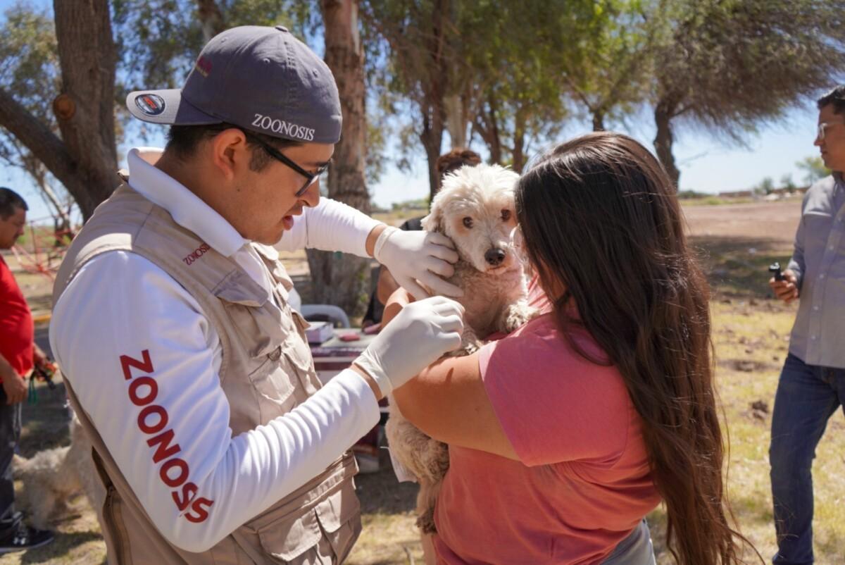 EN EL DÍA MUNDIAL DE LAS ZOONOSIS, SECRETARÍA DE SALUD LLAMA A FORTALECER EL CUIDADO RESPONSABLE DE MASCOTAS