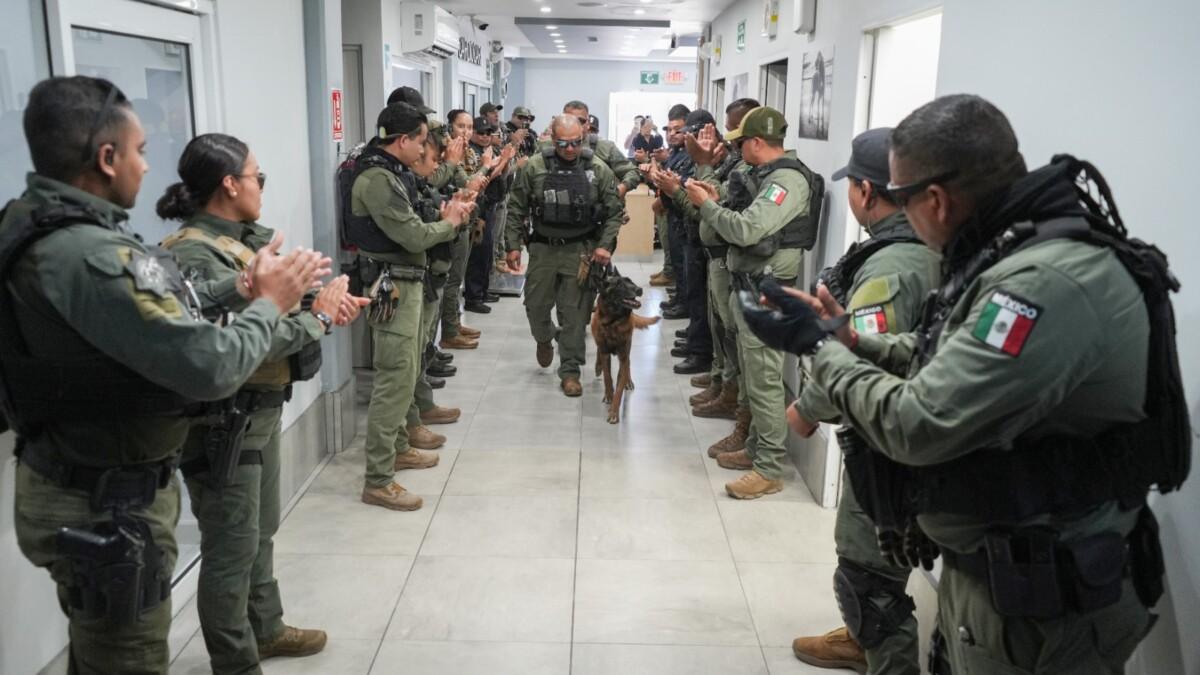 Despide SSPCM a Rambo, el primer agente canino detector de explosivos de la Policía Municipal de Tijuana