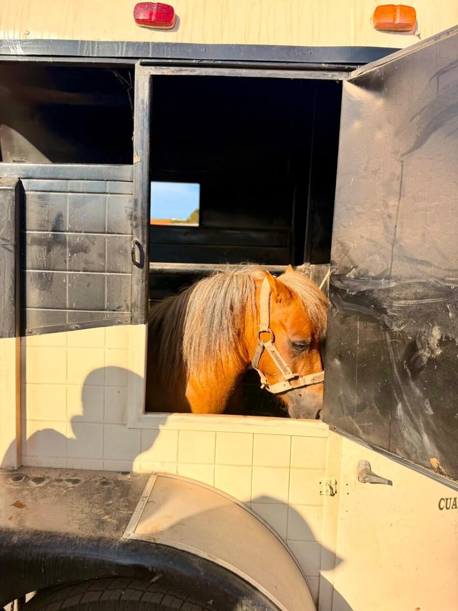 RESCATAN A PONY TRAS DENUNCIA POR PRESUNTO MALTRATO ANIMAL, EN ENSENADA
