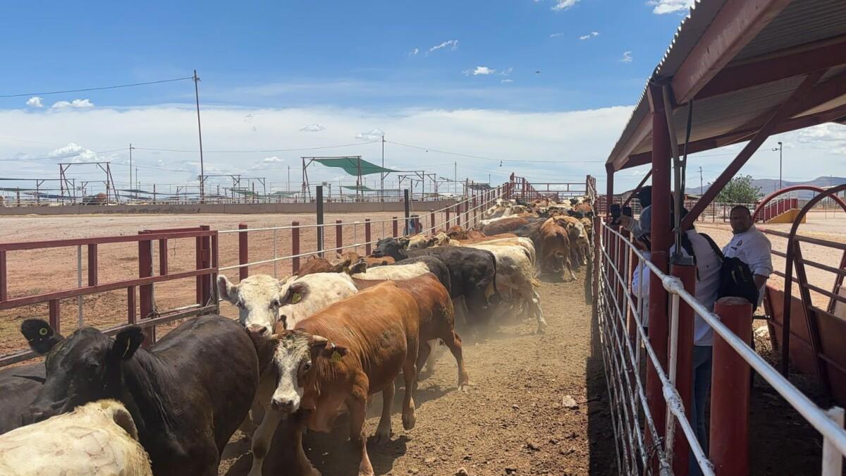 El gobierno logra reapertura a la exportación de ganado; Sonora será el primer estado: Durazo