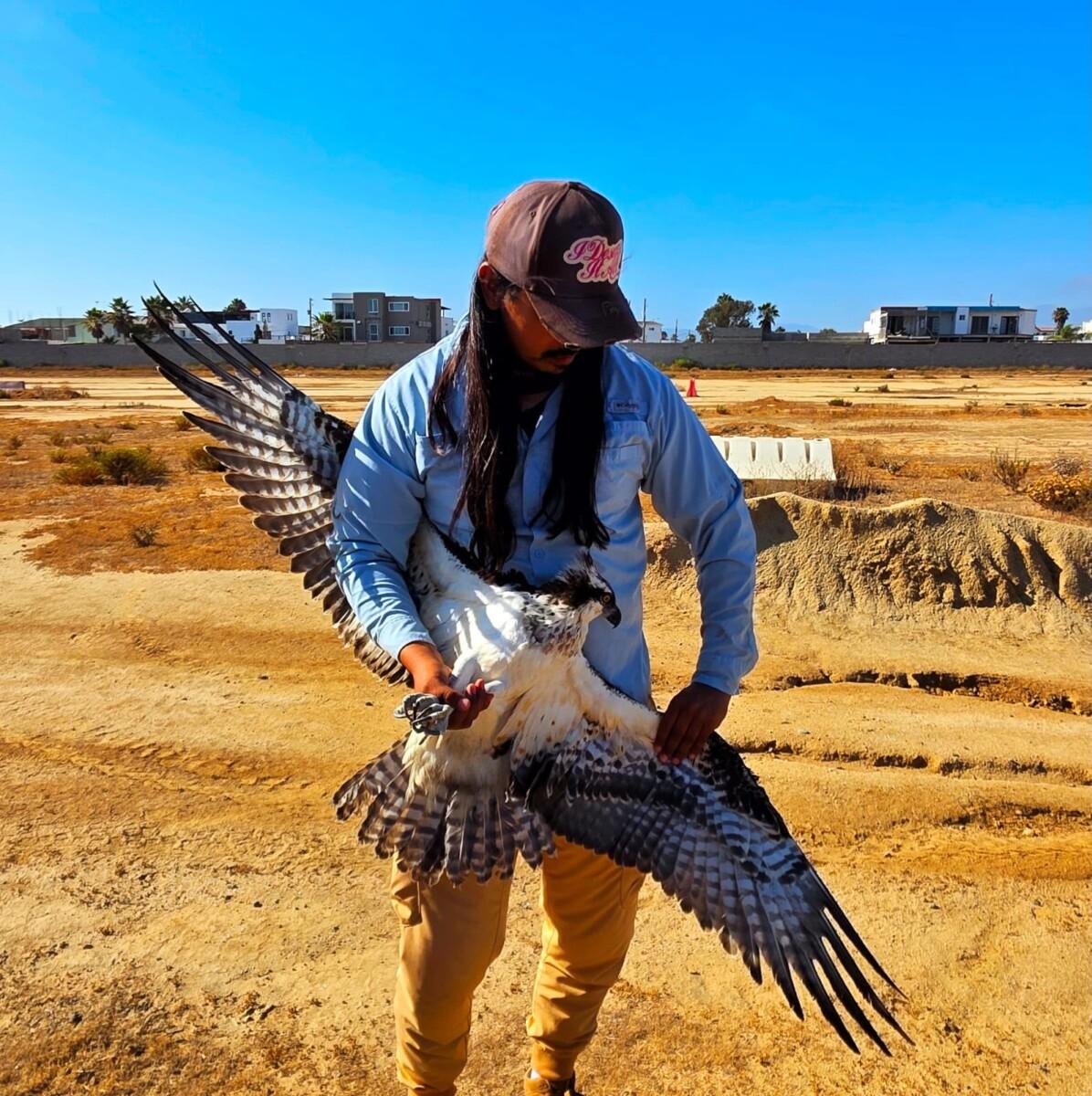 RESCATAN UN EJEMPLAR DE ÁGUILA PESCADORA, HERIDA