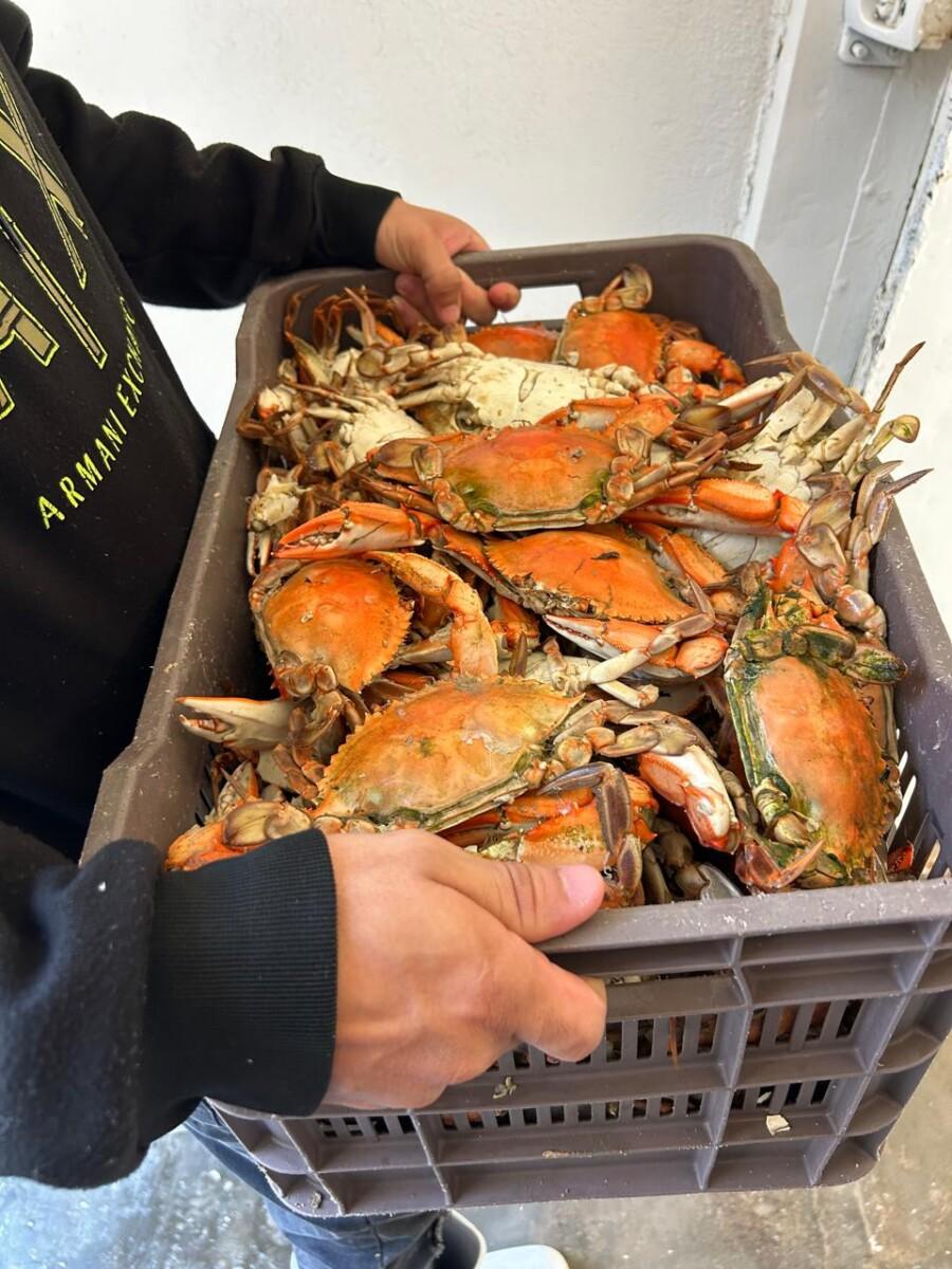 Arranca temporada de jaiba en Puerto Peñasco con cerca de 100 toneladas capturadas: SAGARHPA