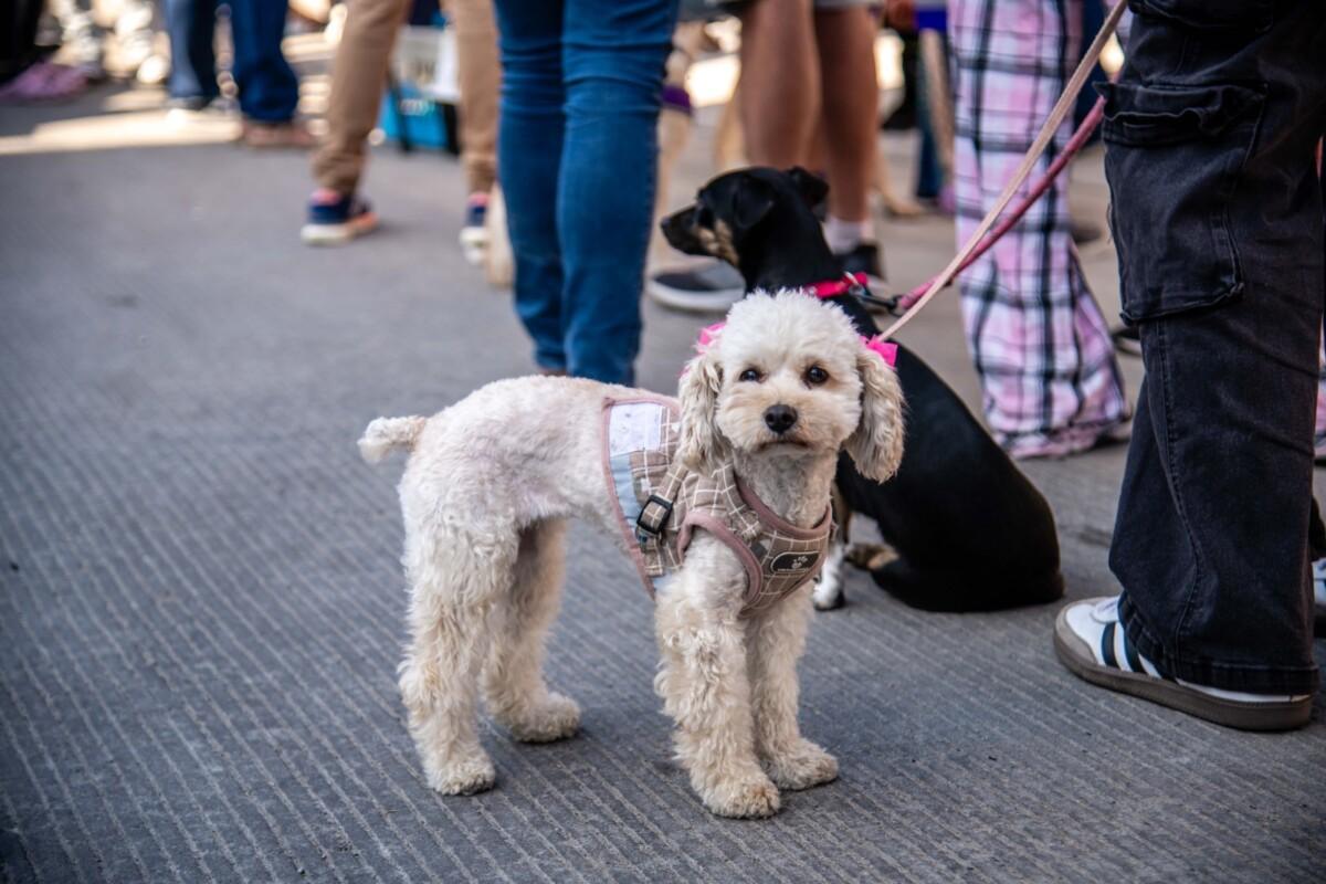 CONVOCA EL GOBIERNO DE BAJA CALIFORNIA A INTEGRARSE AL COMITÉ D BINESTAR ANIMAL