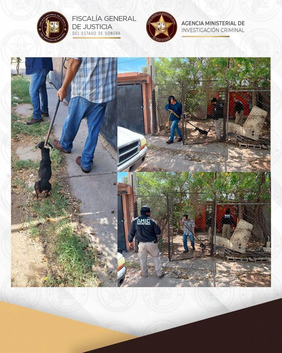 Rescata AMIC a dos caninas durante cateo por investigación de maltrato animal en Ciudad Obregón