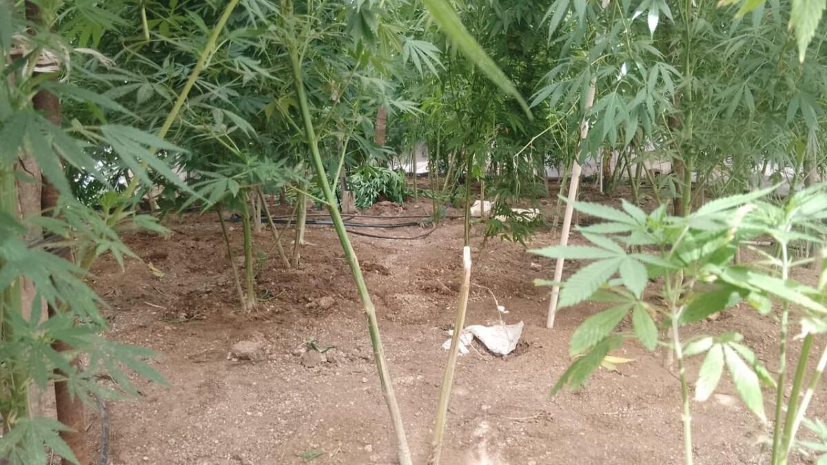 ASEGURAN PREDIO CON PLNTACIÓN ILEGAL DE MARIHUANA EN SAN QUINTÍN