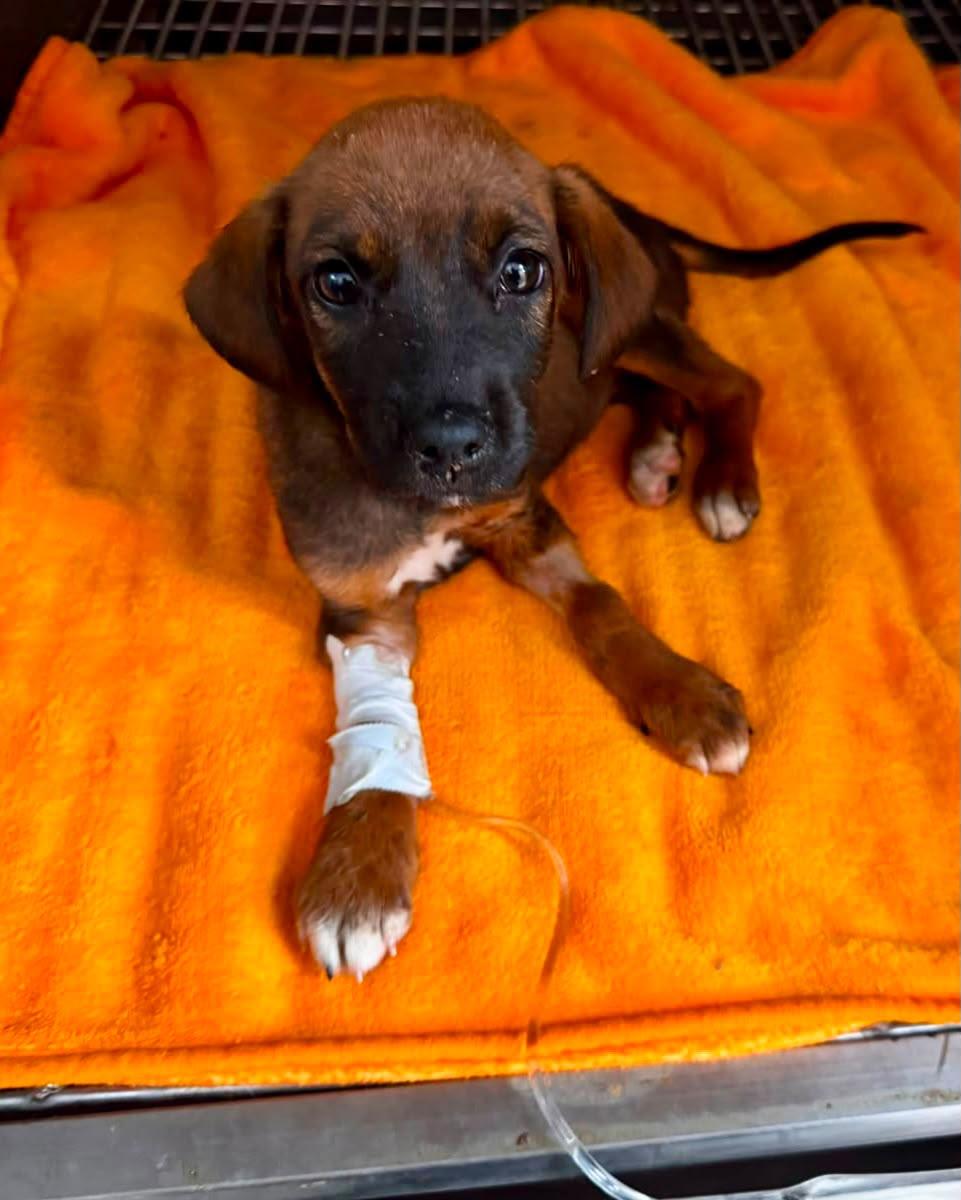 OCHO PERROS RESCATADOS EN ROSARITO INICIAN CAMINO A LA ADOPCIÓN EN EL SANTUARIO MILY