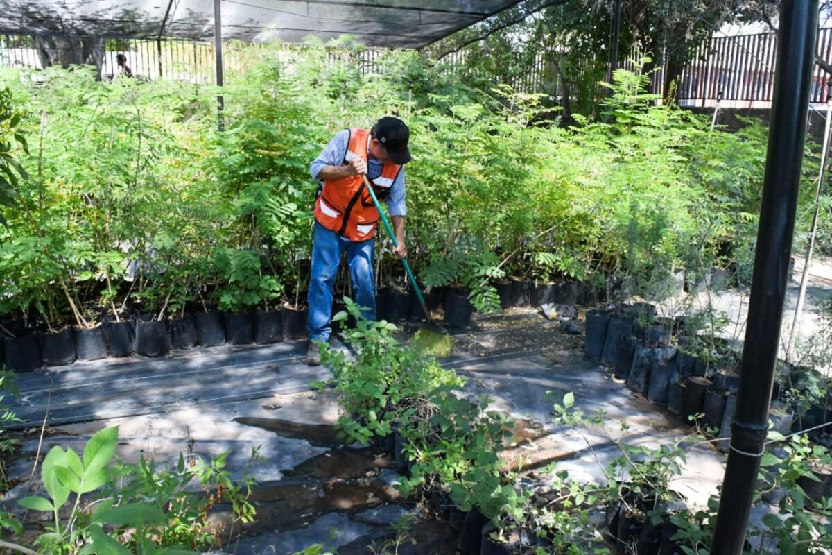 Durante verano se fortalecerá producción de árboles nativos