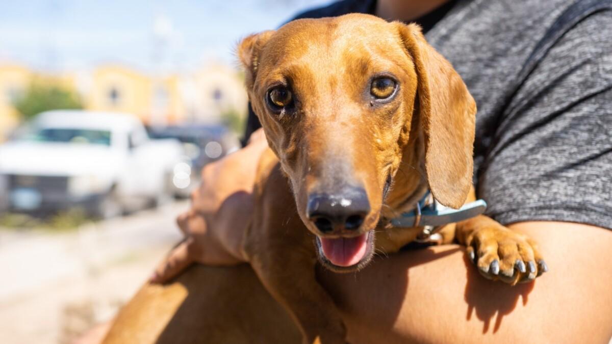 BAJA CALIFORNIA FORTALECE LA PREVENCIÓN DE LA RABIA CON MÁS DE 100 MIL MASCOTAS VACUNADAS