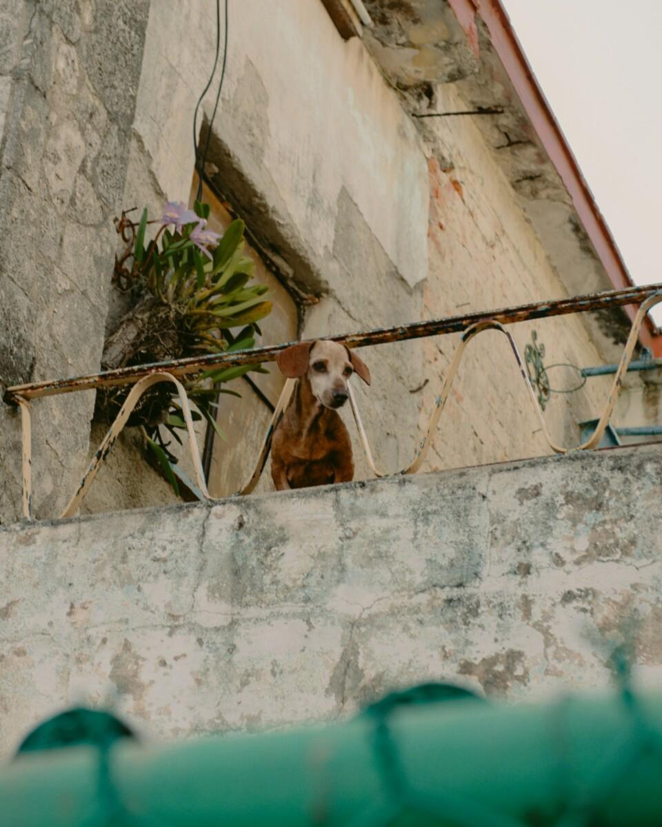 LA SECRETARÍA DE MEDIO AMBIENTE ALERTA SOBRE LOS PELIGROS DE MANTENER ANIMALES EN AZOTEAS