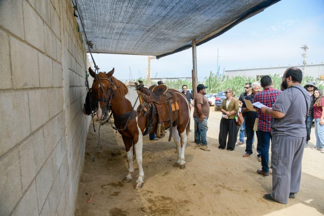 DETERMINAN VETERINARIOS RESGUARDO DE DOS CABALLOS TRAS REVISIÓN EN PLAYA HERMOSA