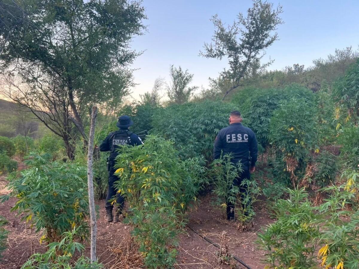 DESTRUYÓ FUERZA ESTATAL DOS PLANTACIONES DE MARIHUANA;ESTABAN EN LOS LÍMITES DE TIJUANA Y ROSARITO