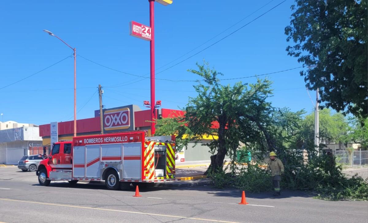 Atiende Gobierno Municipal reportes por lluvias y fuertes vientos