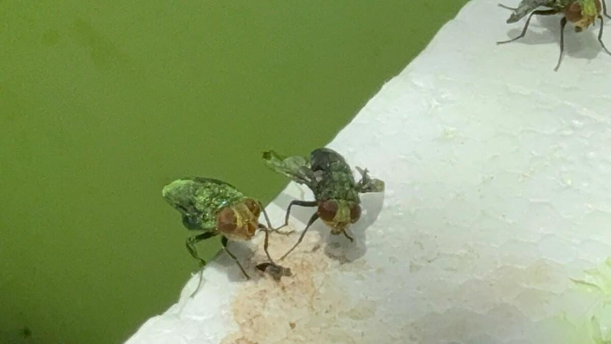ESTA ES LA MOSCA ESTERIL PARA COMBATIR EL GUSANO BARRENADOR,EL GOBIERNO PIDE NO MATARLA