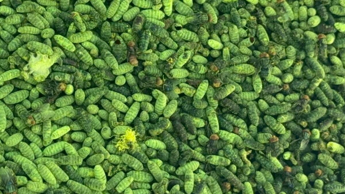 Gobierno del Estado de Sonora realiza primera dispersión de 360 mil larvas de mosca estéril para prevenir el Gusano Barrenador del Ganado