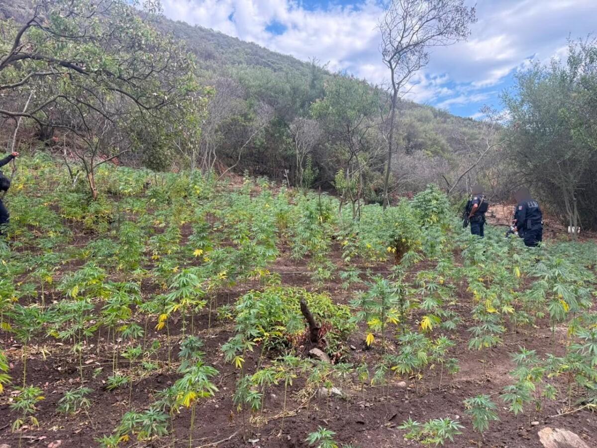 DENUNCIA CIUDADANA PERMITE LOCALIZAR PLANTÍO; ASEGURARON M ÁS DE 16 MIL PLANTAS DE MARIHUANA