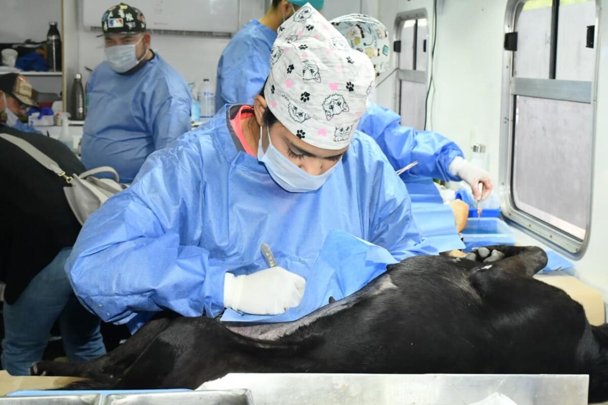 Invita Gobierno Municipal a jornadas gratuitas de esterilización y baños contra garrapatas para perros y gatos