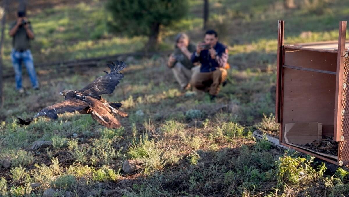 Contribuye Gobierno de Sonora a la conservación del águila real con proyecto de monitoreo internacional: UES