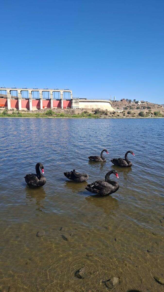 ¡VISITANTES INESPERADOS EN LA PRESA ABELARDO L. RODRÍGUEZ!
